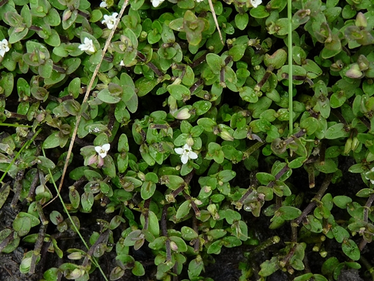 {Bacopa innominata}